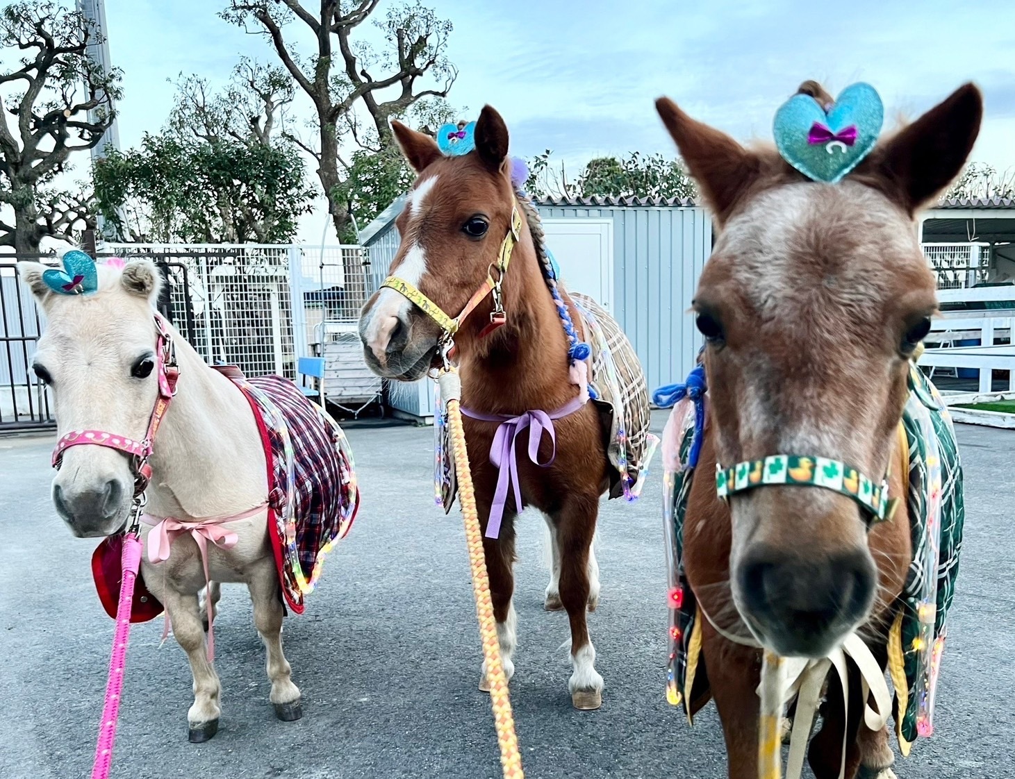 東京メガイルミプレゼンツ　馬車道ポニー